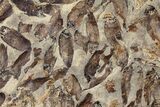 Fossil Fish (Gosiutichthys) Mortality Plate - Lake Gosiute #130100-3